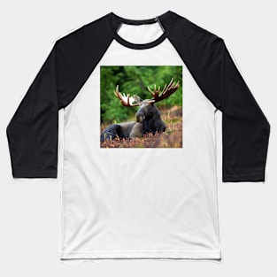 Moose Resting Baseball T-Shirt